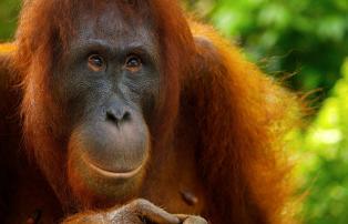 Indonesien shutterstock Asien_Indonesien_TanjungPuting_Orangutan_CloseUp_shutter