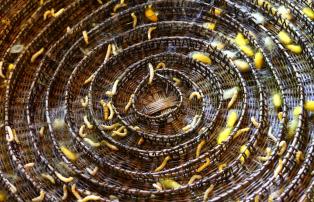 Kambodscha shutterstock Asiem_Cambodia_Battambang_SilkFarm_CocooningWorms_shutte