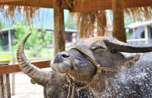 Laos shutterstock Asien_Laos_Kuangsi_BuffaloFarm_Detail_shutterstock_1920
