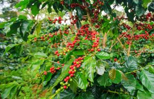 Laos shutterstock Asien_Laos_Pakse_BolavenPlateau_CoffePlantation_Bush_shutterst