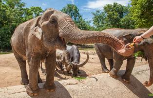 Thailand shutterstock Thailand_Chiang Mai_Elephant Natur Park_Fütterung_shutters
