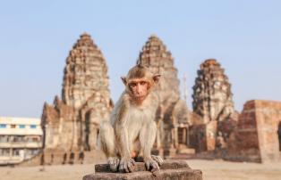 Thailand shutterstock Thailand_Lopburi_Prang Sam Yod_Monkey_shutterstock_1920