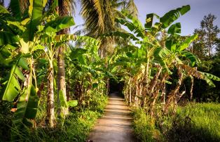 Vietnam Shutterstock Vietnam_Ben Tre_Banana leaves_shutterstock_1920