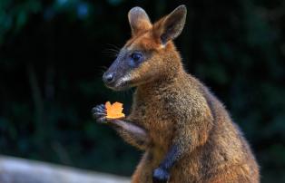 Australien Swamp Wallabee Queensland