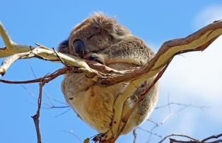 Australien Koala Ball