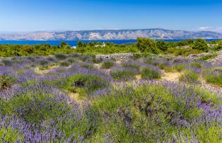 Kroatien Hvar_lavander fields