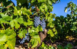 Kroatien Peljesac_wine tour2