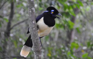 Iguazu Bird Park