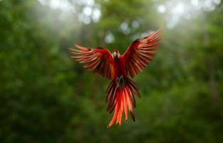 Amazonas Macaw Papagei
