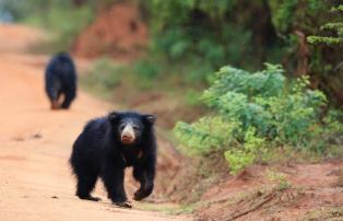 Sri Lanka Uga Chena Huts