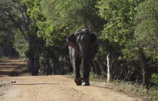 Sri Lanka Yala Nationalpark