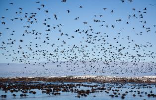 Afrika Südafrika Greater-Overberg Grootbos-Nature-Reserve web-grootbos-experienc