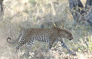 Botswana Okavango Chitabe Chitabe_Wildlife_MM_2011_27