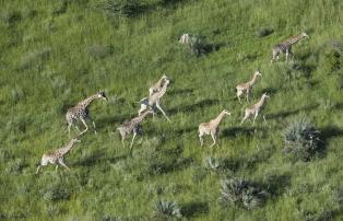 Botswana Okavango Chitabe giraffe_aerial_3_chit-2