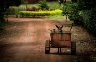 Afrika Tansania Ngorongoro Gibbs Farm The Farmyard (8)_1920