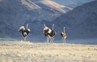 Namibia Skeleton-Coast Hoanib Skeleton Coast Camp Dr_Flip_Stander-®DLC_07