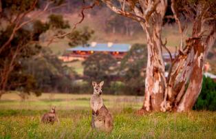 Australien_NZ_Polynesien Australien New South Wales Wolgan Valley Emirates One a