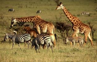 Afrika Kenia Mahali-Mzuri Mahali Mzuri Wildlife_1920