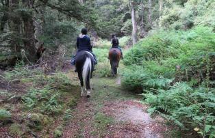 Australien_NZ_Polynesien Neuseeland Nordinsel Rotorua Poronui Lodge Horse riding