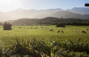 Australien_NZ_Polynesien Neuseeland Südinsel Kaikoura Hapuku Lodge & Tree Houses