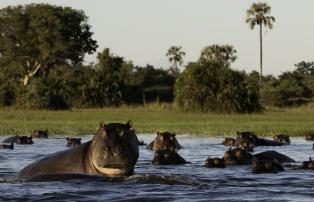 Botswana Okavango Mombo Mombo166