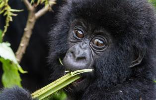 Afrika Ruanda Bisate-Lodge C.Culbert_Rwanda_MtnGorilla-1_1920