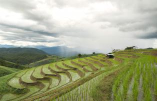 Asien Thailand Chiang Mai - Rice Terraces outside Chiang Mai_1920