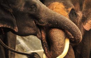 Asien Thailand Thailand - Elephants hugging_1920