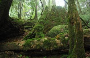 Wald Japan