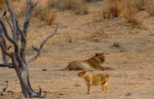 Afrika Südafrika Ilanga_David_Smith Northern Cape Kalahari Holiday 029_D338218_1