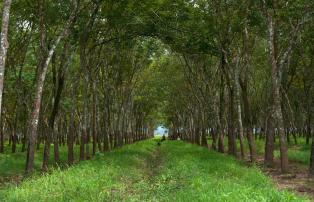 Indonesien shutterstock Asien_Indonesien_Ijen_kaliklatakPlantation_RubberPlantat