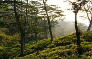 Sri Lanka Uga Hallowella