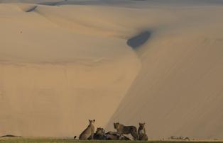 Namibia Skeleton-Coast Hoanib Skeleton Coast Camp Dr_Flip_Stander-®DLC_01