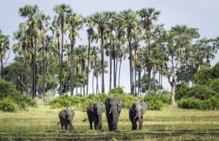 Botswana Okavango Mombo Mombo_2015-12-218