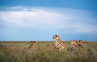 Afrika Tansania Serengeti South Sactuary Kusini Camp SR001855_1920