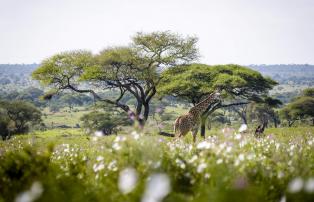 Afrika Tansania Tarangire Sanctuary Swala Camp SR002151_1920