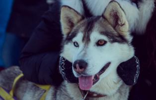 Finnland Husky