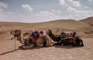 Marokko unsplash Agafay_Desert_Kamele_unsplash_1920
