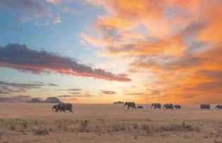 Tanzania shutterstock Tarangire_Elefantengruppe_Sunset_shutterstock_1920