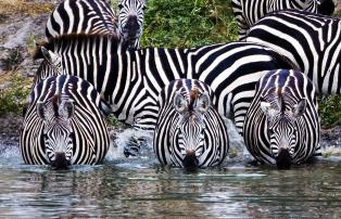 Tanzania shutterstock Tarangire_Zebras_Wasserloch_shutterstock_1920