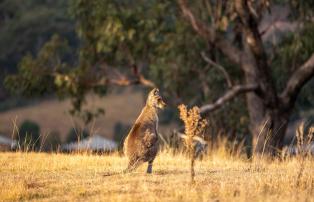 Australien Shutterstock Australien_Wolgan Valley_Känguru_shutterstock_1920