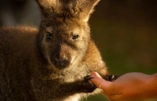 Australien Känguruh Nursery