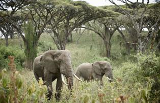Sanctuary Kichakani Serengeti Camp SR002241