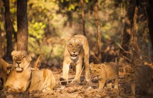 Indien Rajasthan Shutterstock Löwe Gir Nationalpark