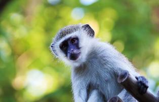 Afrika Zimbabwe Matetsi-Victoria-Falls matetsi_vervet_monkey_1920