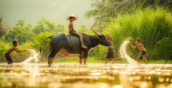 Laos shutterstock Asien_Laos_Kuangsi_BuffalaFarm_Kids_shutterstock_1920
