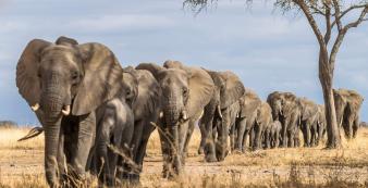 Tanzania shutterstock Tarangire_Elefantenherde_shutterstock_1920