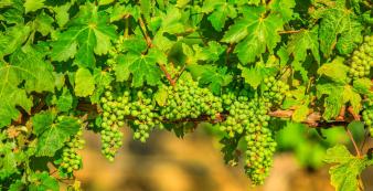 Australien Shutterstock Australien_Margaret River_Weinrebe_shutterstock_1920