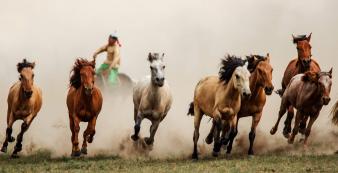 China shutterstock China_Mongolia_Hohhot_MongolianSteppe_Horses_shutterstock_192