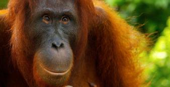 Indonesien shutterstock Asien_Indonesien_TanjungPuting_Orangutan_CloseUp_shutter